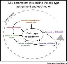 Plant cells that have had their cell wall removed. Single Cell Transcriptomics A High Resolution Avenue For Plant Functional Genomics Sciencedirect