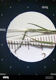 Image result for Pentameris