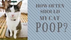 How Often Should My Cat Poop