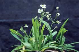 Image result for Fuirena sagittata