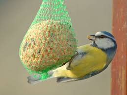 Vogelfutter Selber Machen So Futtern Sie Vogel Richtig Im Winter Vogelfutter Vogelfutter Selber Machen Selber Machen
