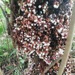 Image result for Maesobotrya