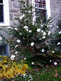 These beautiful flowering partial shade bushes are tough, adaptable, and hardy. Woody Plants For Shade Part 6 Carolyn S Shade Gardens
