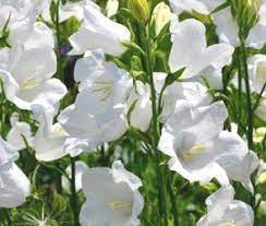 Bellflower Willow Peach Leaved White Seeds Campanula Persicifolia Alba Campanula Flowers Campanula Shade Loving Perennials