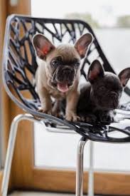 9 Best French Bulldog Breeders In Texas 2021 We Love Doodles