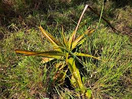 Image result for Aloe wollastonii