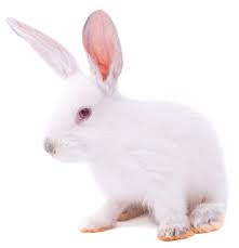 The new zealand rabbit has surprisingly murky origins. New Zealand White Rabbits Hsdhra Nzw Spf