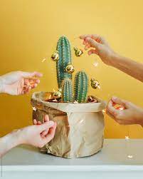 Christmas cactus will respond to overexposure to light by turning red. People Decorating Cactus With Christmas Garland By Duet Postscriptum Cactus Christmas