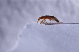 I blame it on the extremely abnormal amounts of moisture dry ol' wyoming has had this year, but it's been a constant battle to keep my poor little plants from being devoured. Do Foggers Kill Bed Bugs Clegg S Termite And Pest Control