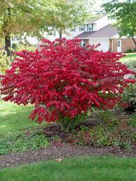 We did not find results for: Pruning Burning Bushes Burning Bushes Burning Bush Landscaping Bushes Shrubs