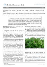 Image result for Ocimum lamiifolium