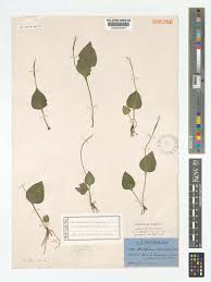 Image result for Ophioglossum reticulatum