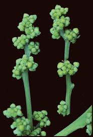 Image result for Ventilago