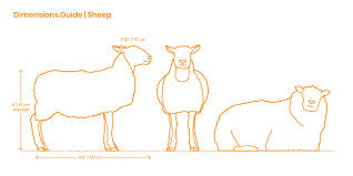 Sheep Are Stocky Ruminant Mammals Of The Ovis Genus Sheep Are Known For Their Undercoats Of Fine Wool Which Has Led To Them Being D Sheep Mammals Farm Animals