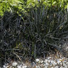 Image result for Ophiopogon