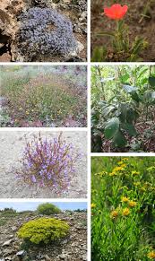 Image result for Pandiaka welwitschii