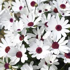 Image result for Pericallis
