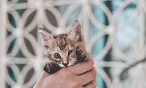 Mother rejects some or all kittens. Developmental Stages Of Kitten Behavior Paws