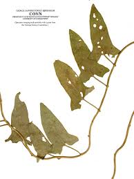 Image result for Convolvulaceae