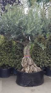 Ancient Old Olive Trees For Sale Uk Buy Online Uk Irl Olive Trees For Sale Olive Tree Bonsai Bonsai Trees For Sale