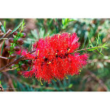 Image result for Melaleuca sp. A (Biegel 5741)