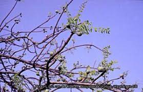 Image result for Helixanthera garciana