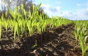 Amending clay soil like i described above is a long term project. Using Cover Crops To Improve Clay Soil Cover Crop Plants For Clay Soil