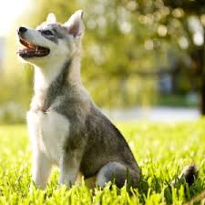 The alaskan klee kai is a fairly new and rare breed. Alaskan Klee Kai Wisdom Panel German