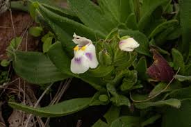 Image result for Craterostigma nummulariifolium