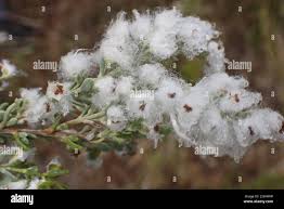 Image result for Eriocephalus racemosus