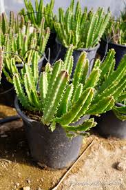 Image result for Stapelia gigantea