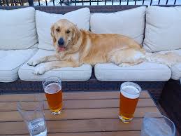 Princess Luv taking over the outdoor patio at our local bar