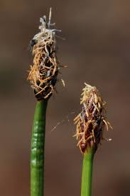 Image result for Eleocharis mutata