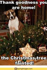 20 Christmas Tree Memes To Make Your Holidays So Much Better Sayingimages Com Dog Christmas Photos Christmas Tree Blue Christmas Tree