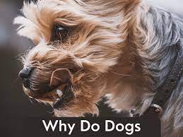 This is the site i will always come to when i need a second opinion. Why Is My Dog Smacking His Lips Pethelpful