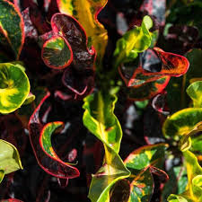 Image result for Croton kilwae