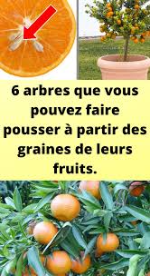 Epingle Sur Plantes