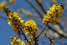 Image result for Peltophorum africanum