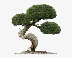 Most were north american trees that i started as seeds or seedlings. Bonsai Trees Juniper Tree Bonsai Transparent Png 600x598 Free Download On Nicepng