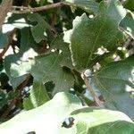 Image result for Ficus exasperata
