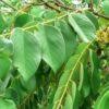 Image result for Pterocarpus rotundifolius