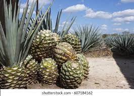 So how come there aren't lots of drought tolerant orchids growing on the cactus in your picture? Cactus Plants On Tequila Factory Looks Stock Photo Edit Now 607184162