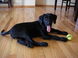 This cross breed is also known as a labradane. you can expect a large dog with bundles of love to give. Great Dane Mix With Labrador 1 Black Labrador Dog
