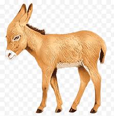 We thought it was only missing the sheep because you had the cow, a camel and a donkey all in the nativity, said kevin wilcox. Burro Png Images Klipartz