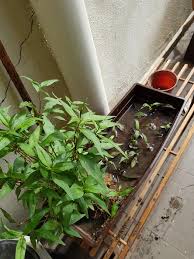 Daun kesum adalah jenis tanaman yang mudah untuk dibudidayakan seperti halnya budidaya pohon damar, cara menanamnya sangat sederhana yaitu melalui teknik stek yang juga pernah kita pelajari persiapkanlah media tanam tersebut setidaknya sehari sebelum penanaman daun kesum dimulai. Dari Sepasu Tanam Kesum Makin Menjadi Jadi Suburnya Tip Tanam Daun Kesum Khalifah Media