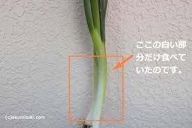関東と関西のネギの違い 京都のお墨付き