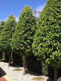 Its white spring flowers and warm fall hues make it a fine specimen. Ornamental Pear Cleveland Select Tree Sales