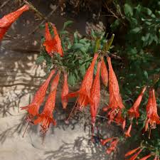 Image result for Epilobium stereophyllum