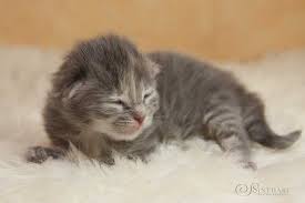 pin auf cute little cats