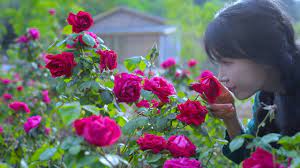 the life of roses 玫瑰花的一生 rose petal jam rose channel